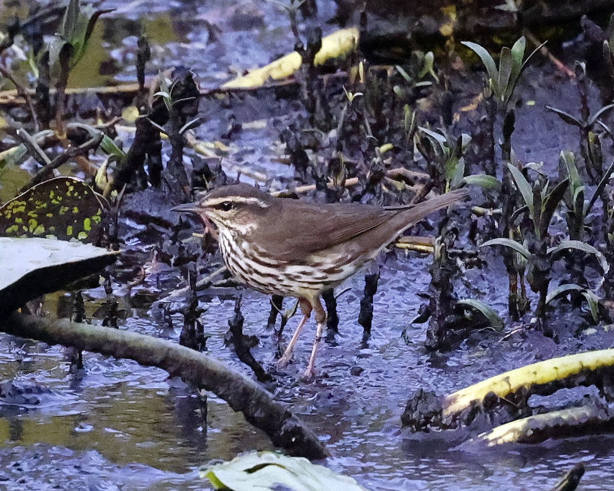 Northern Waterthrush - David McQuade