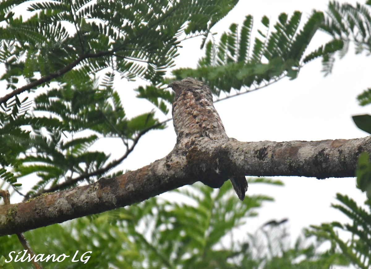 Great Potoo - Silvano López Gómez