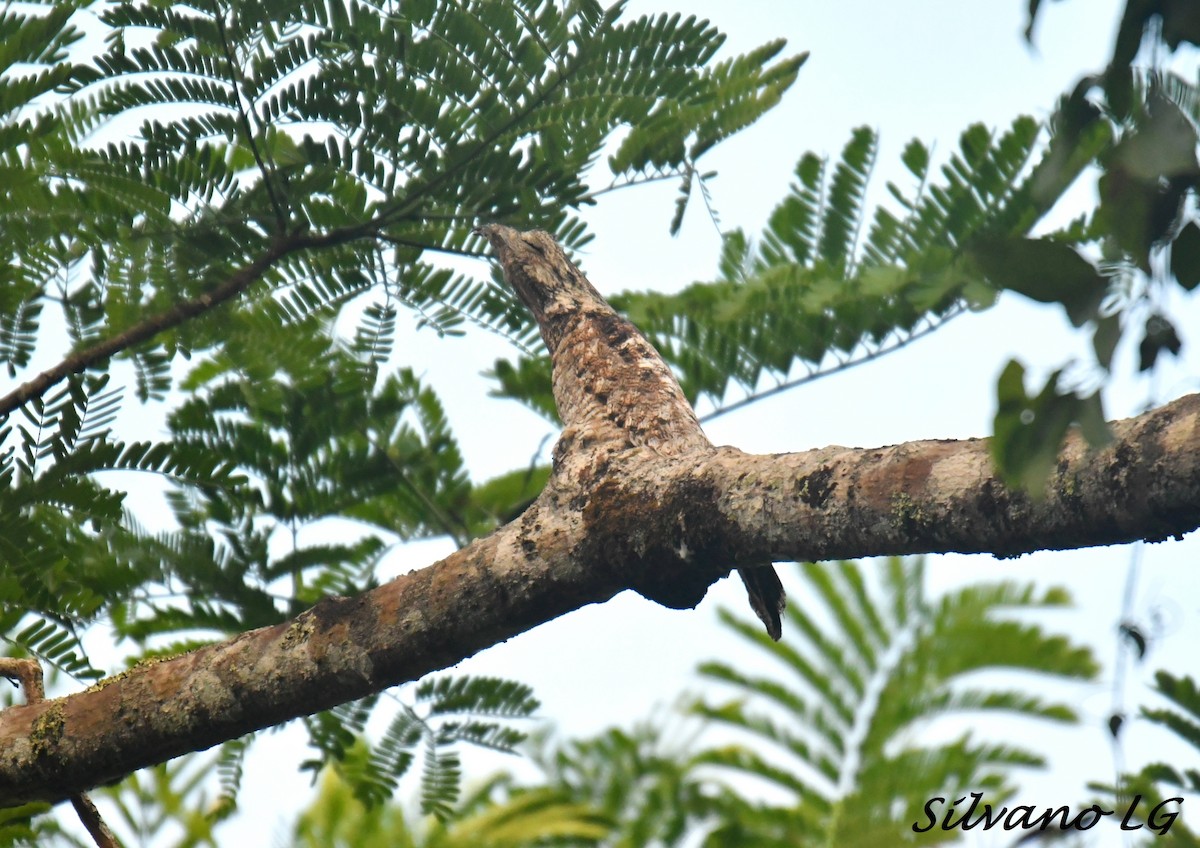 Great Potoo - ML440984621