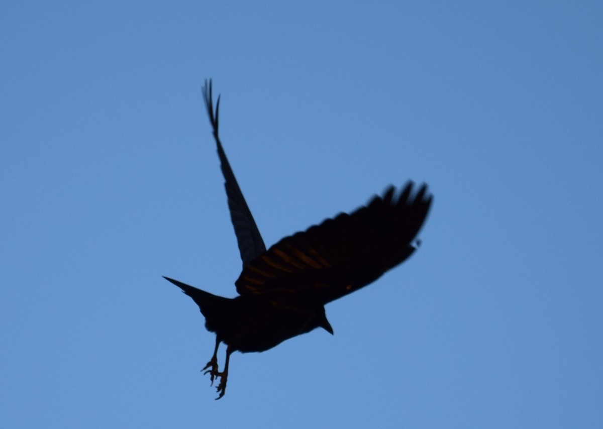 Fish Crow - ML44098511