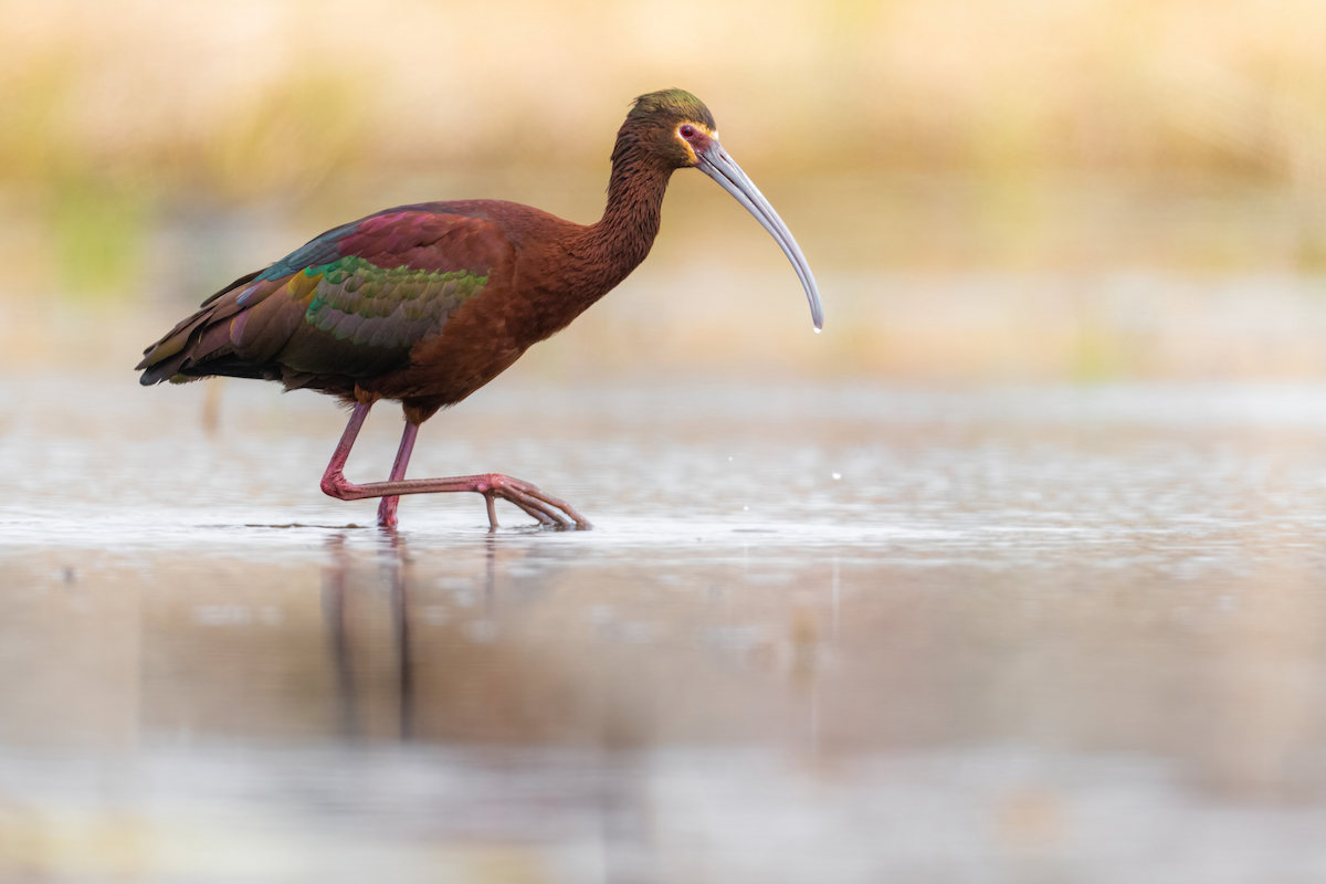 White-faced Ibis - ML440985301