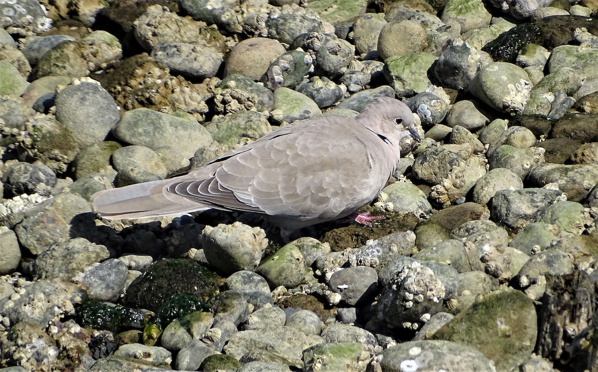 Eurasian Collared-Dove - ML440985311