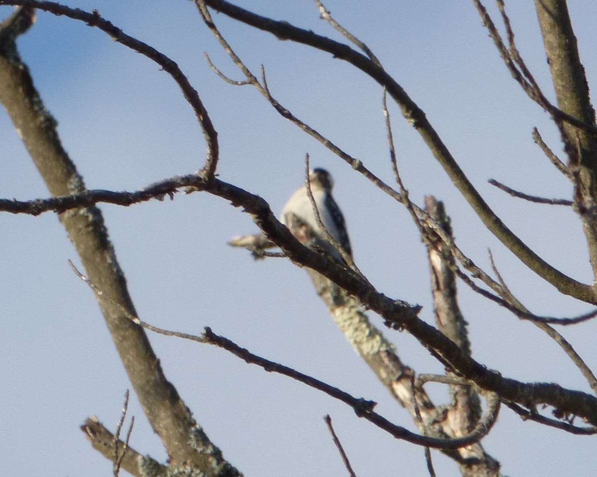 Downy Woodpecker - ML44098541