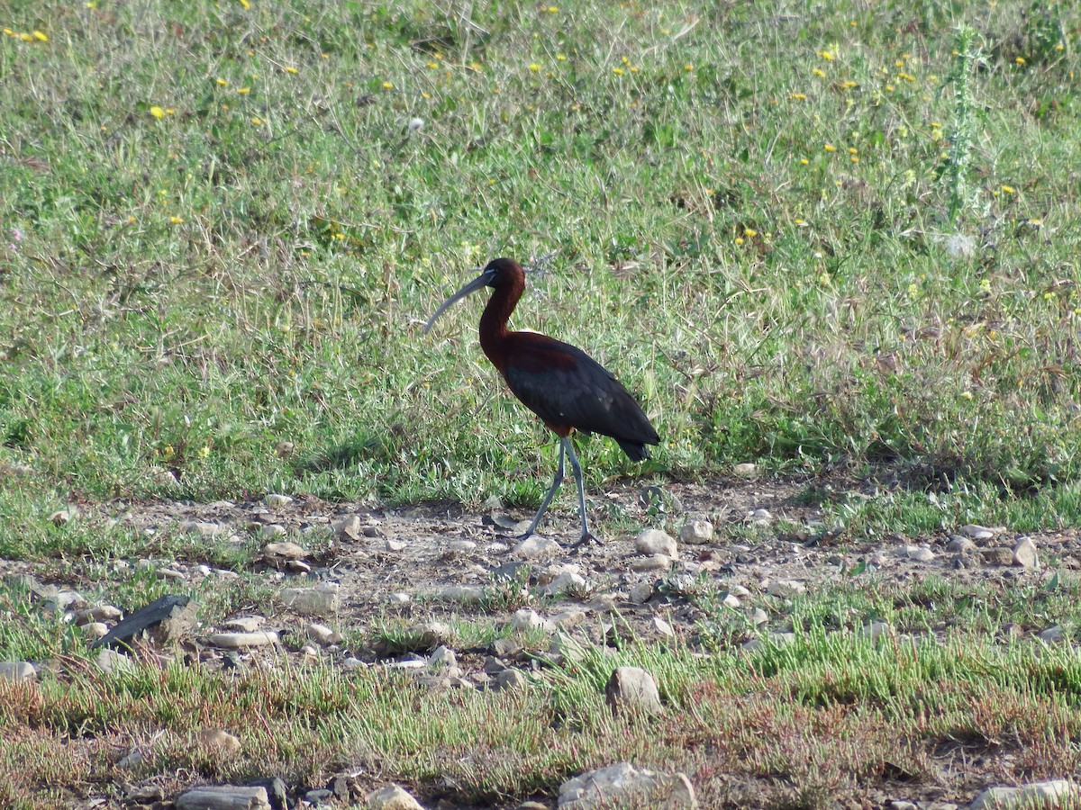 ibis hnědý - ML440985571