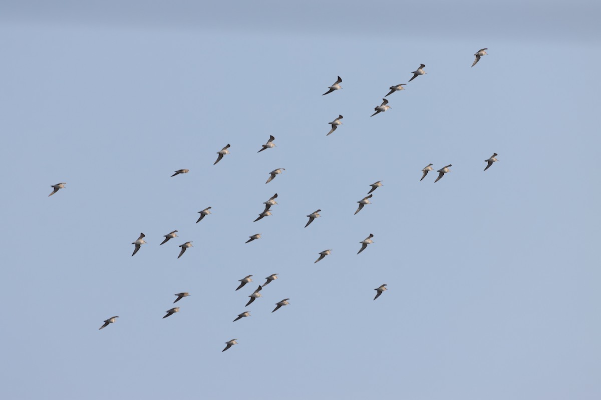 Pectoral Sandpiper - ML440985911