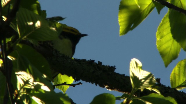 Black-throated Green Warbler - ML440986