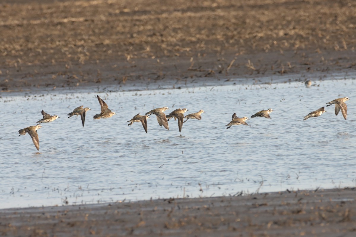 American Golden-Plover - Dan Hayes