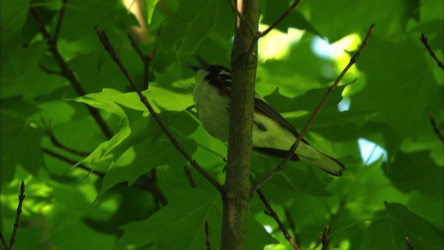 Chestnut-sided Warbler - ML440987