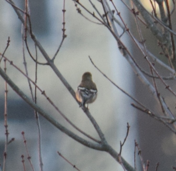 American Goldfinch - ML44098701