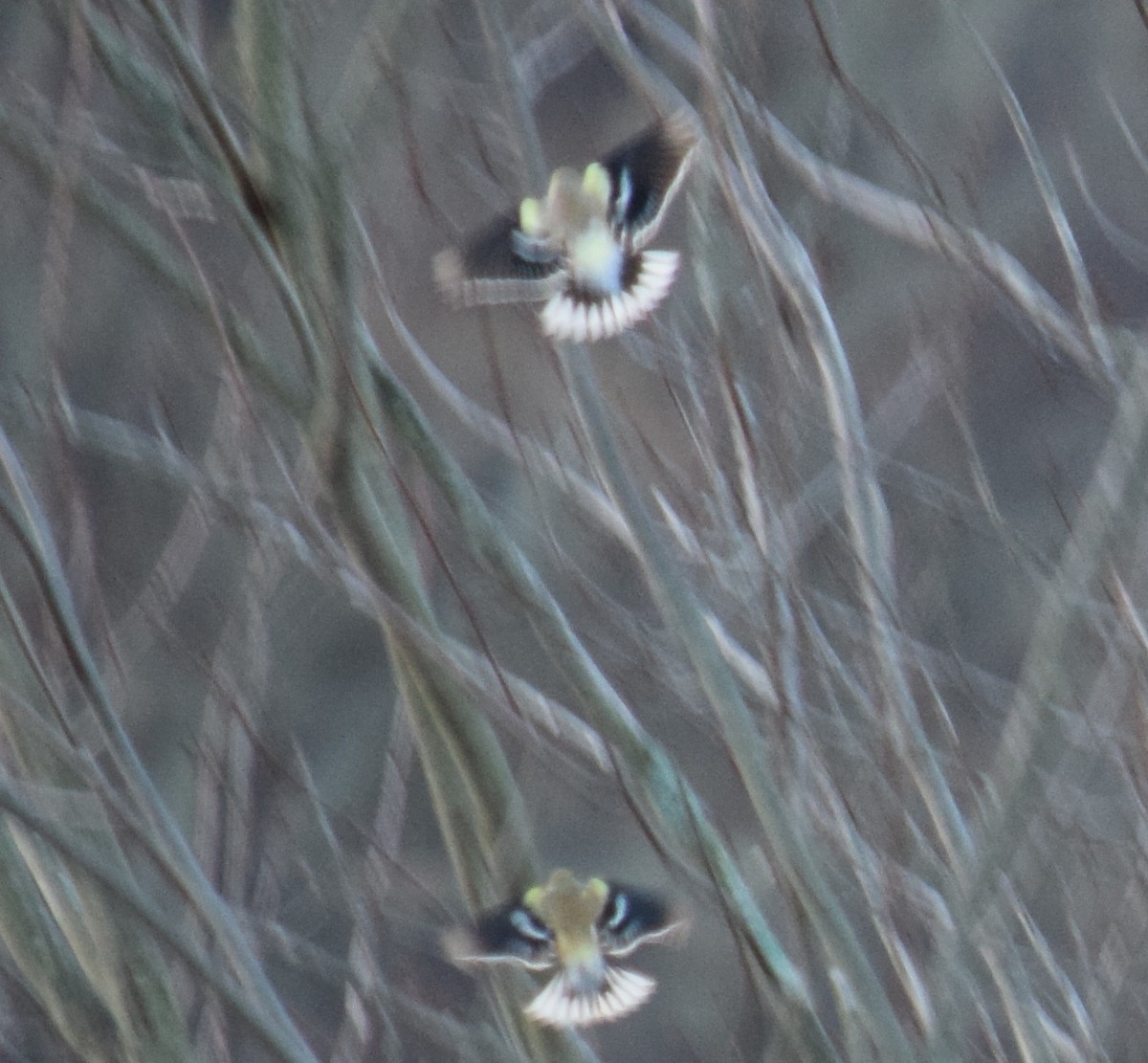 American Goldfinch - Mary  McMahon