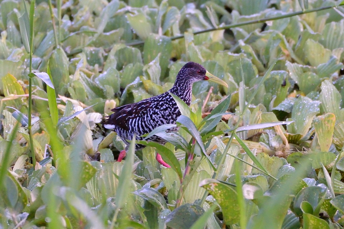 Spotted Rail - ML440988661