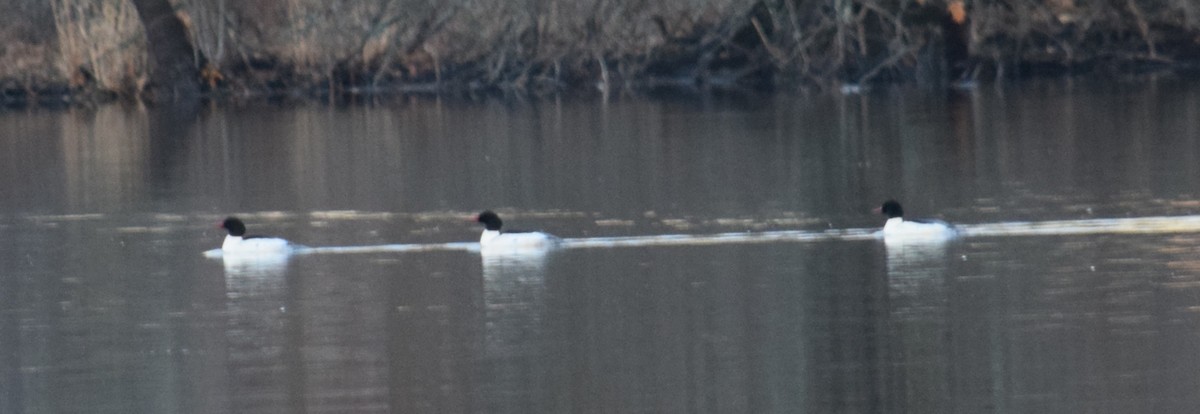 Common Merganser - ML44098931