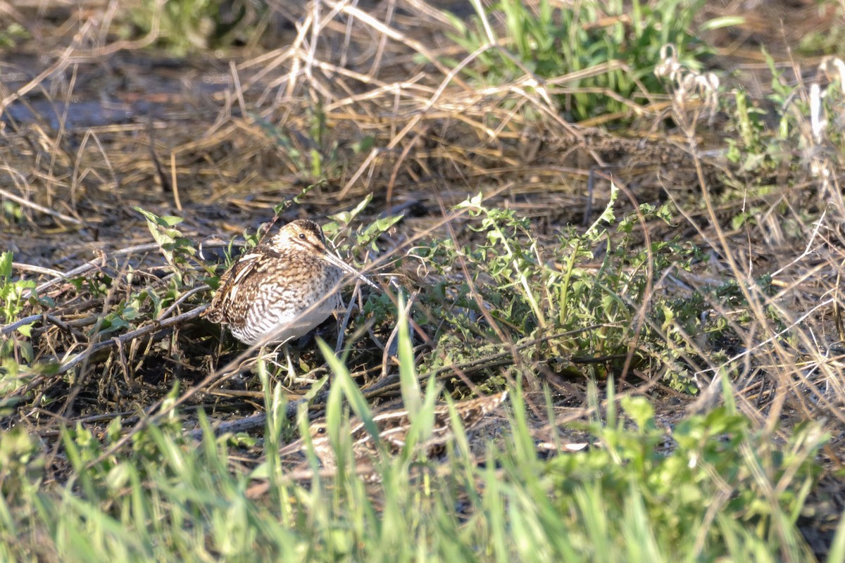 Wilson's Snipe - ML440989421