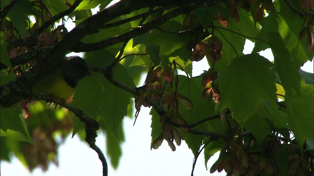 Mourning Warbler - ML440991