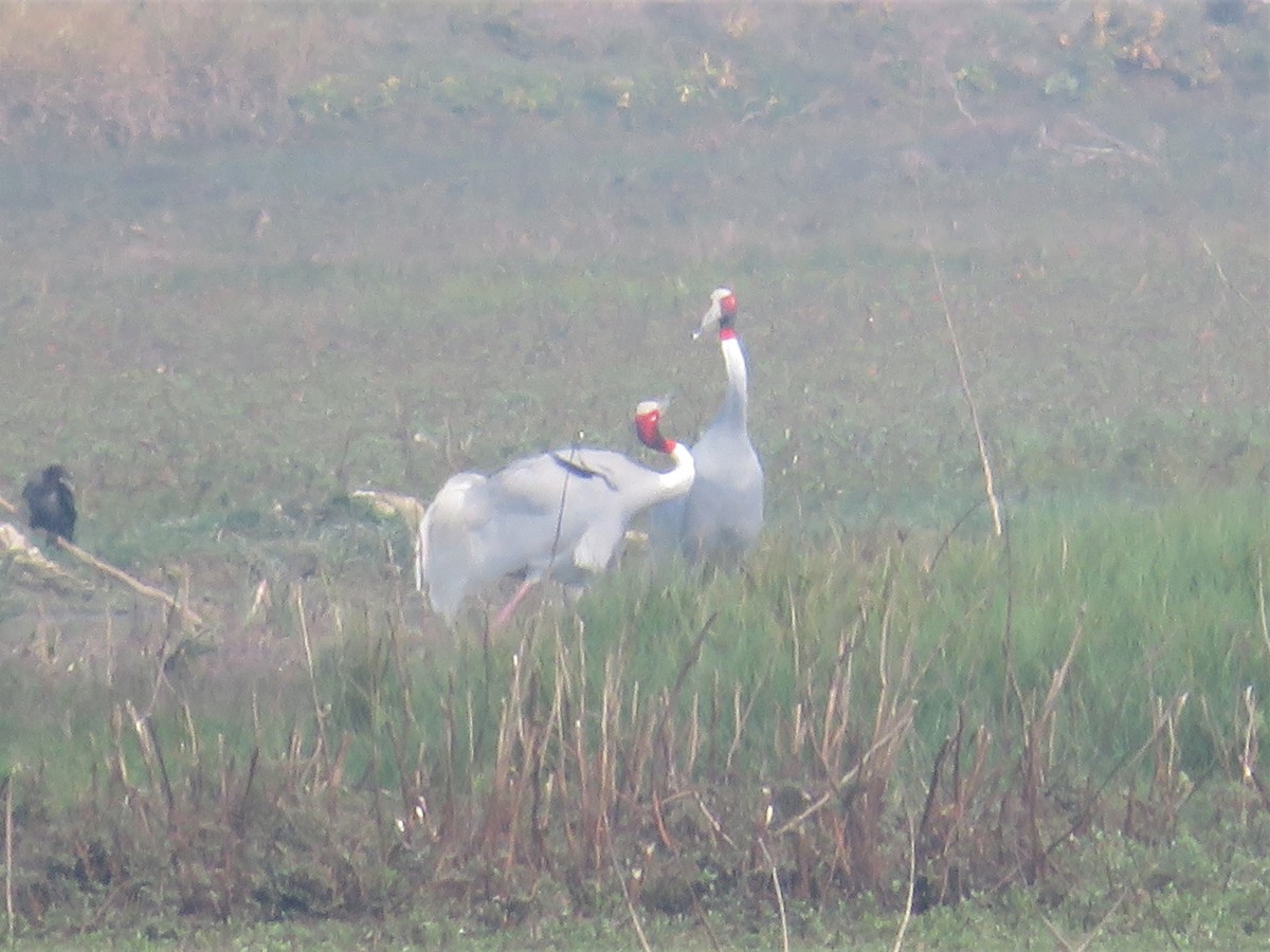 Sarus Crane - ML440991461