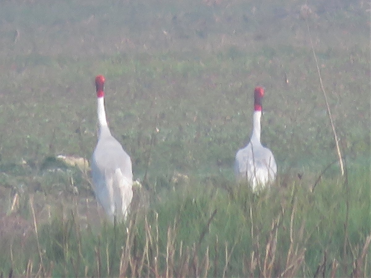 Sarus Crane - Bob Packard