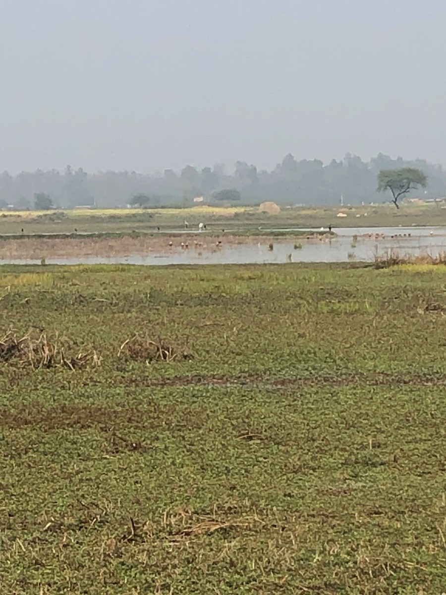 Sarus Crane - Bob Packard