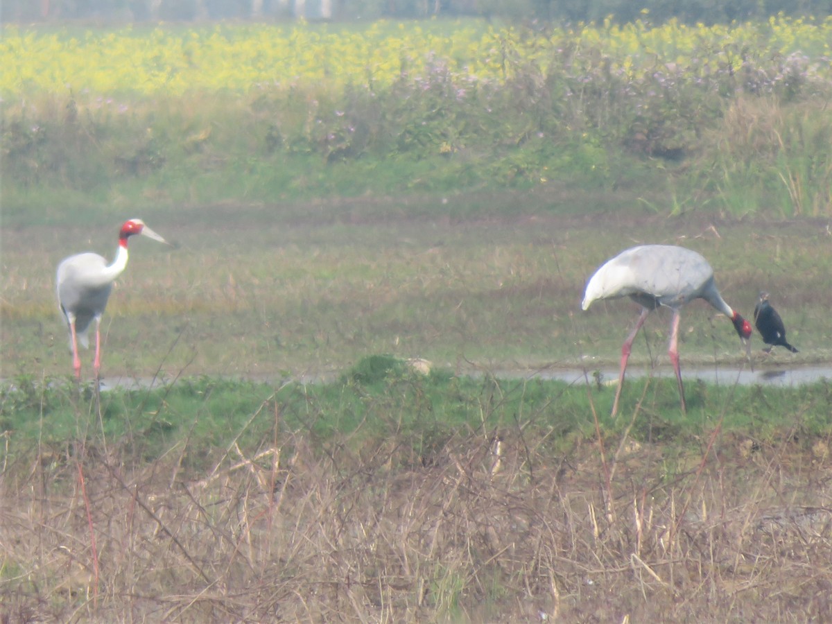 Sarus Crane - ML440991501