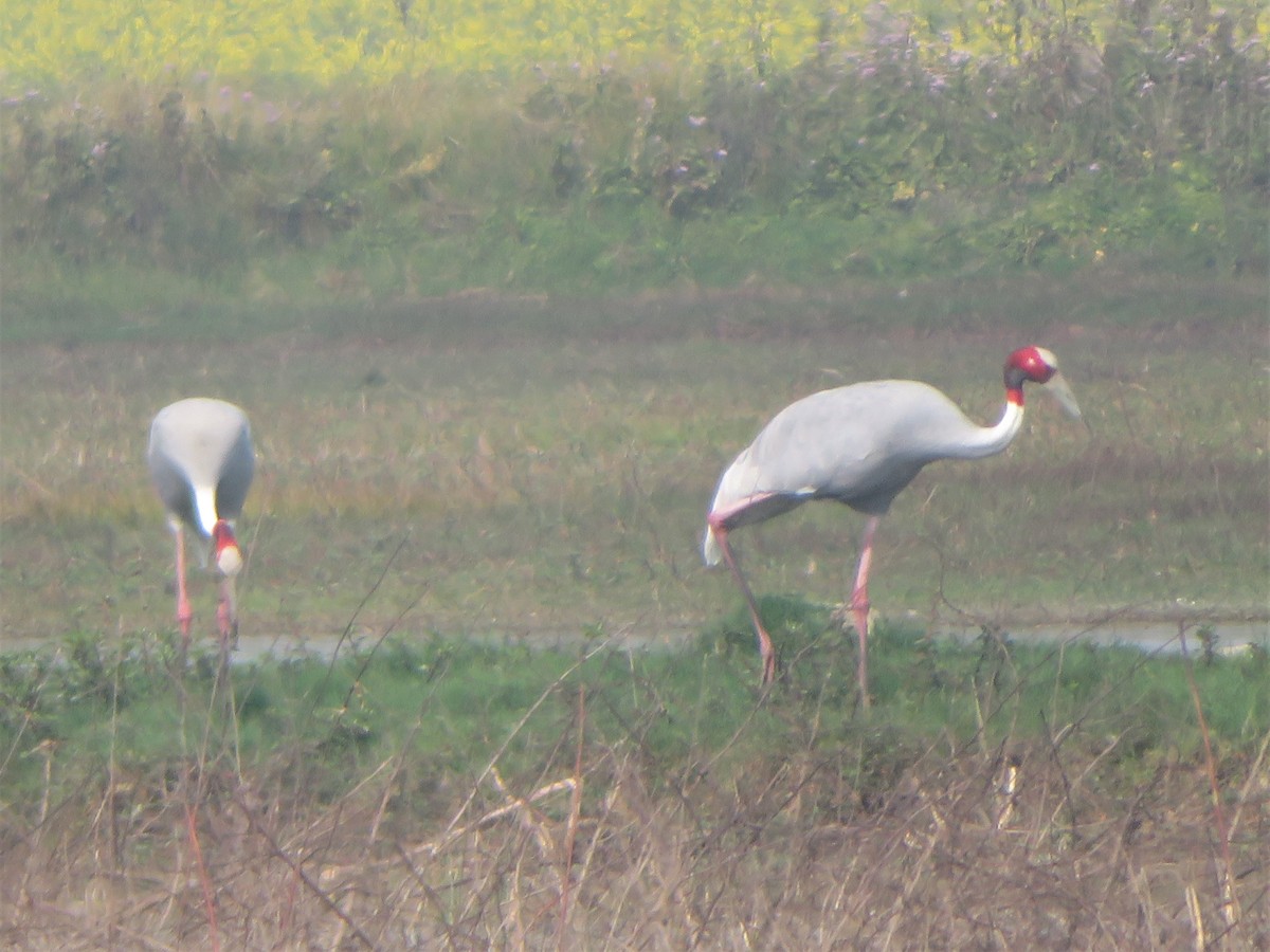 Sarus Crane - Bob Packard