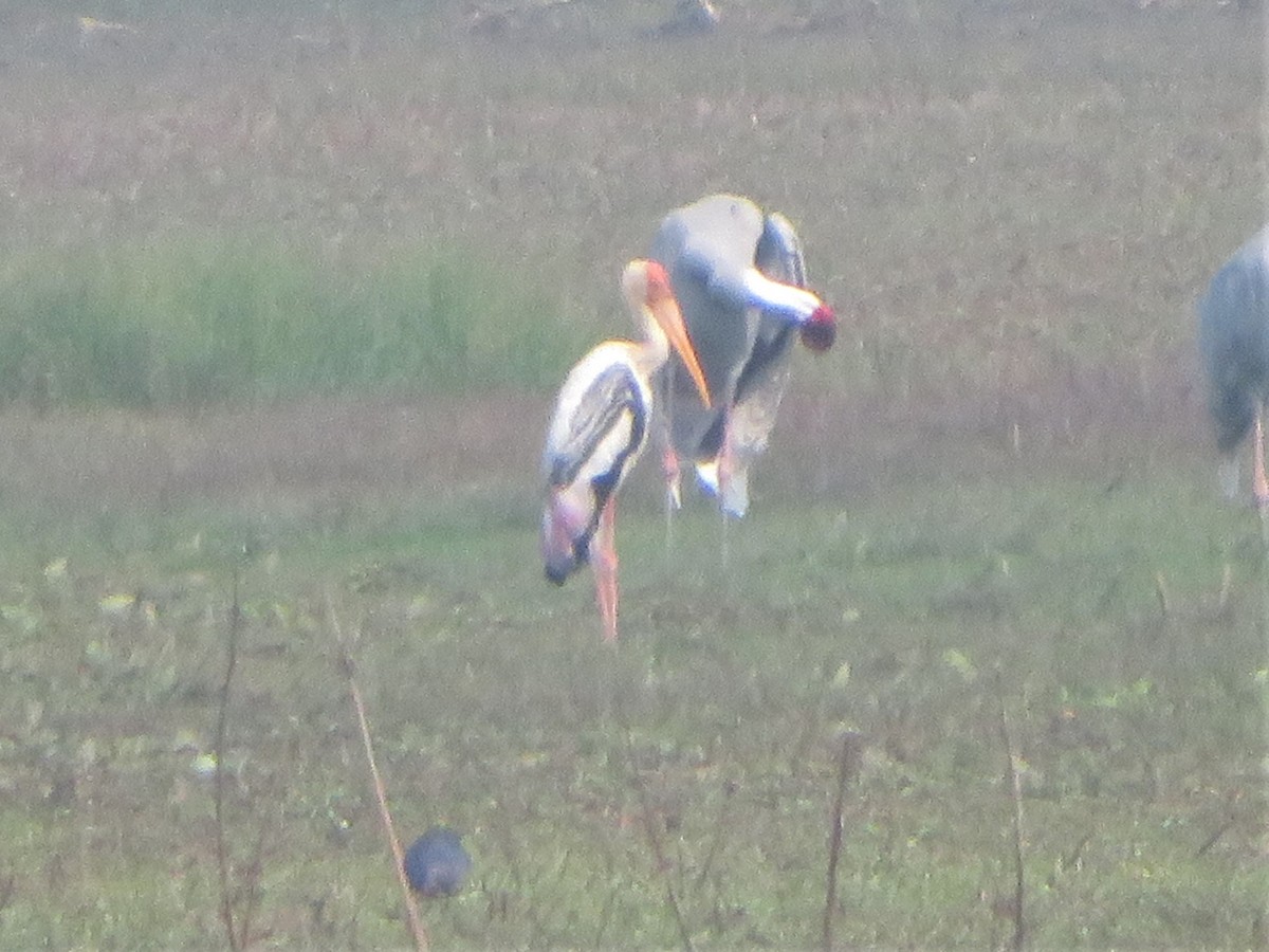 Painted Stork - Bob Packard