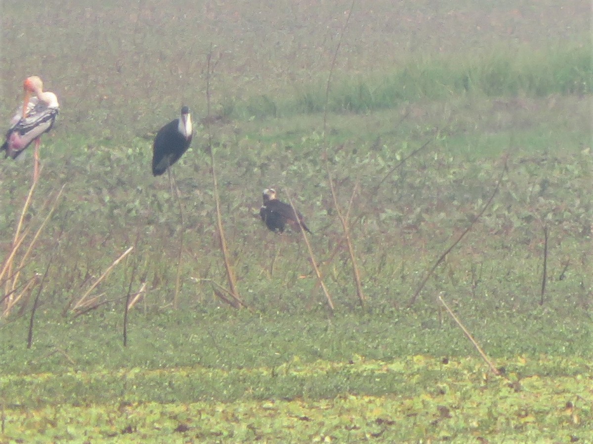 Águila Pescadora - ML440992151