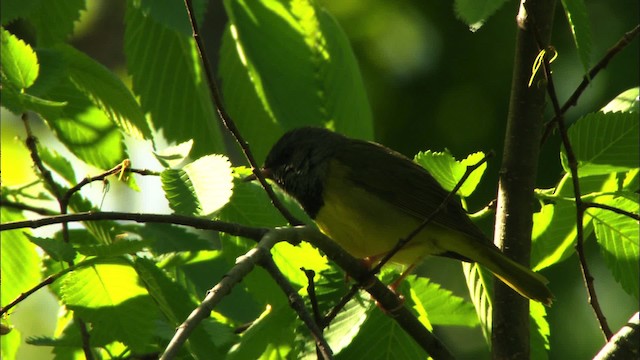 Mourning Warbler - ML440993