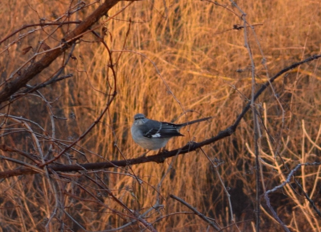 Northern Mockingbird - ML44099321