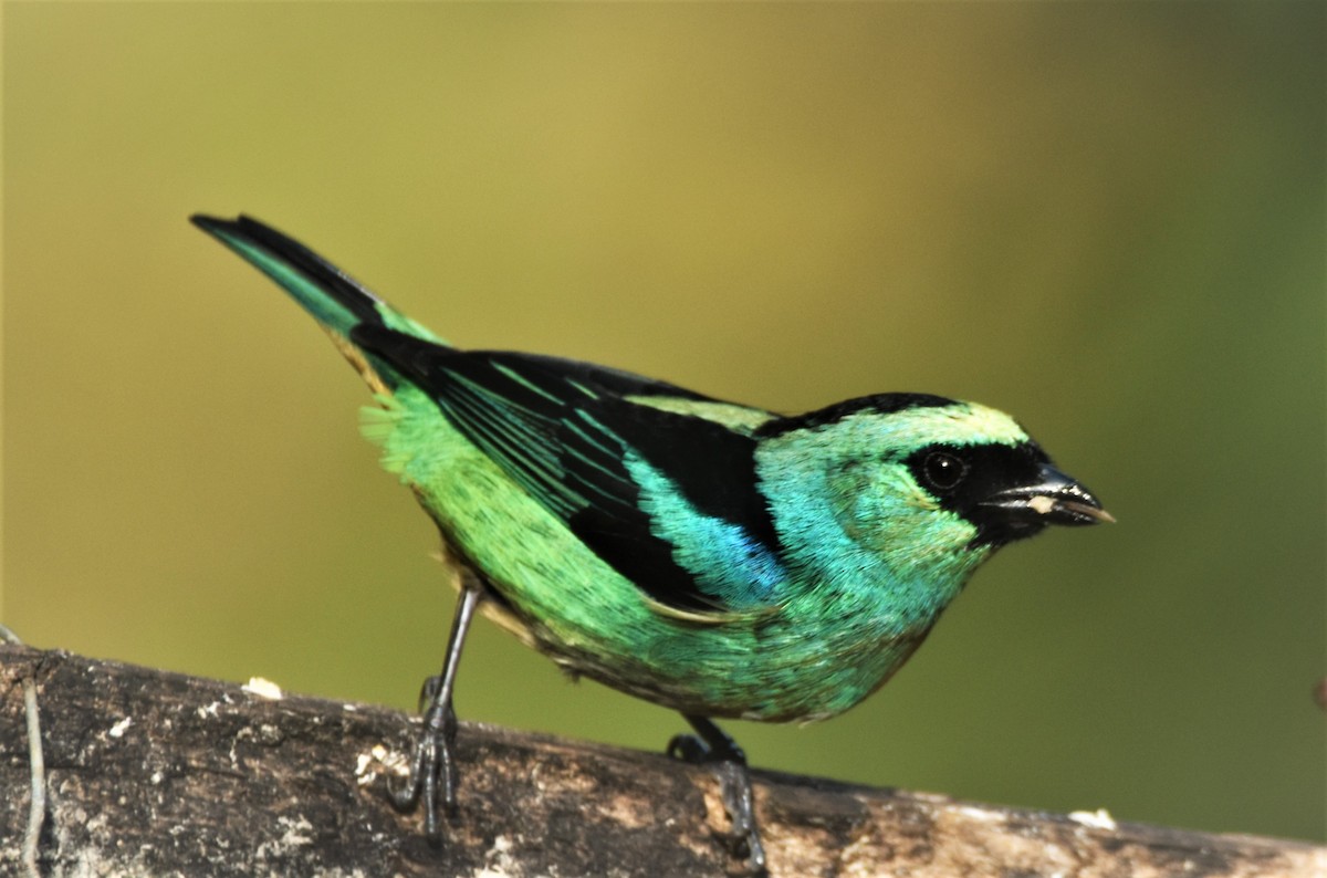 Metallic-green Tanager - ML440993511