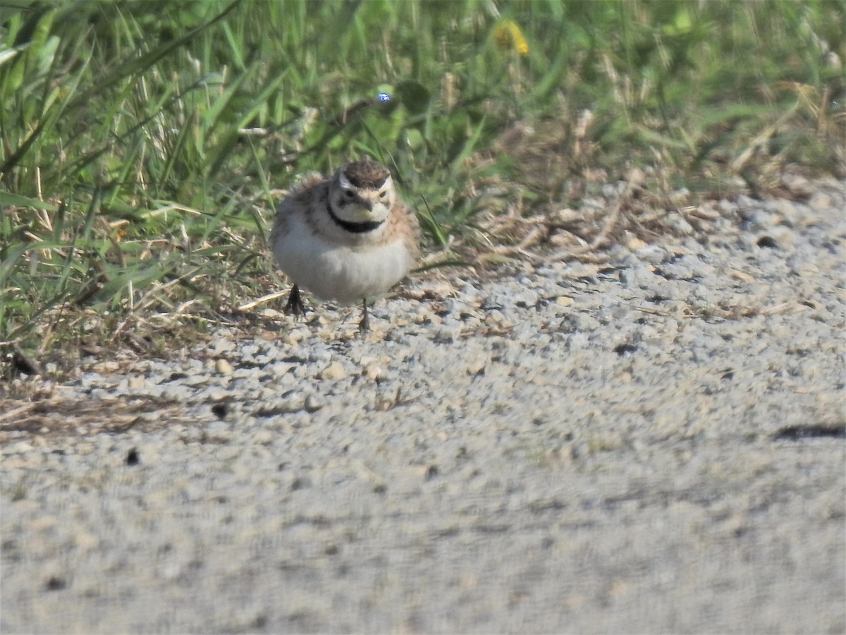 Horned Lark - Susan Brauning