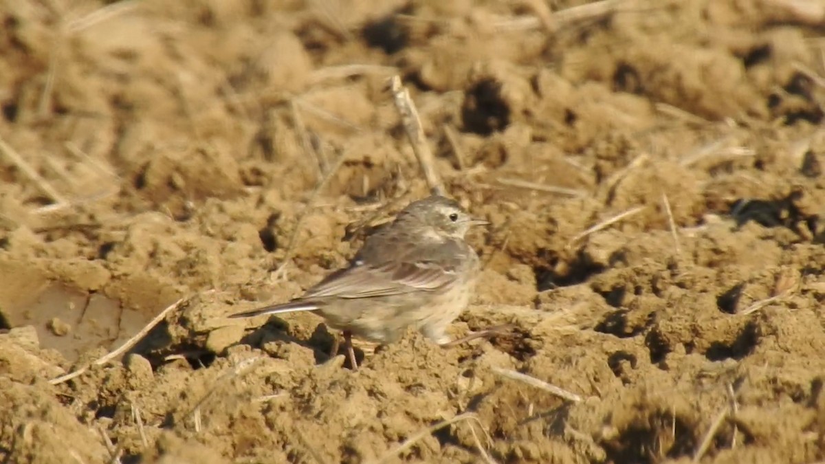 American Pipit - ML440994981