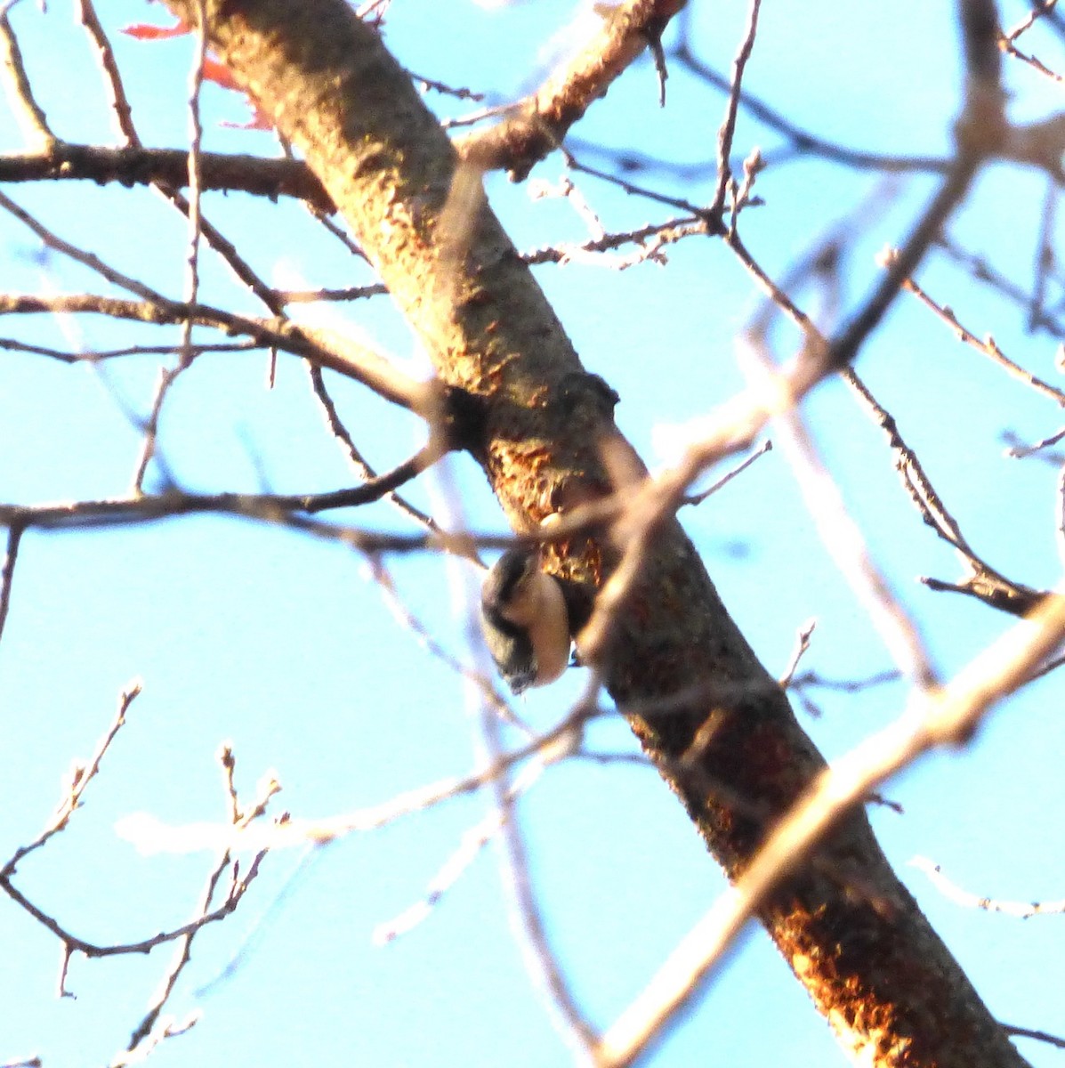 White-breasted Nuthatch - ML44099561