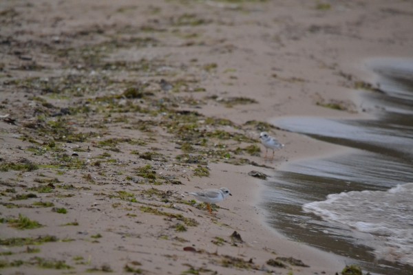 Piping Plover - ML440996031
