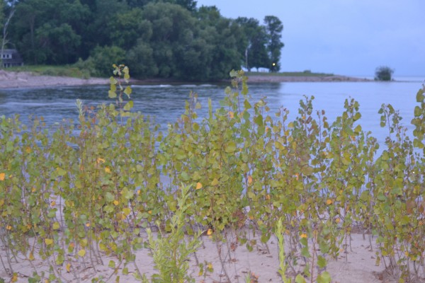 Piping Plover - ML440997011