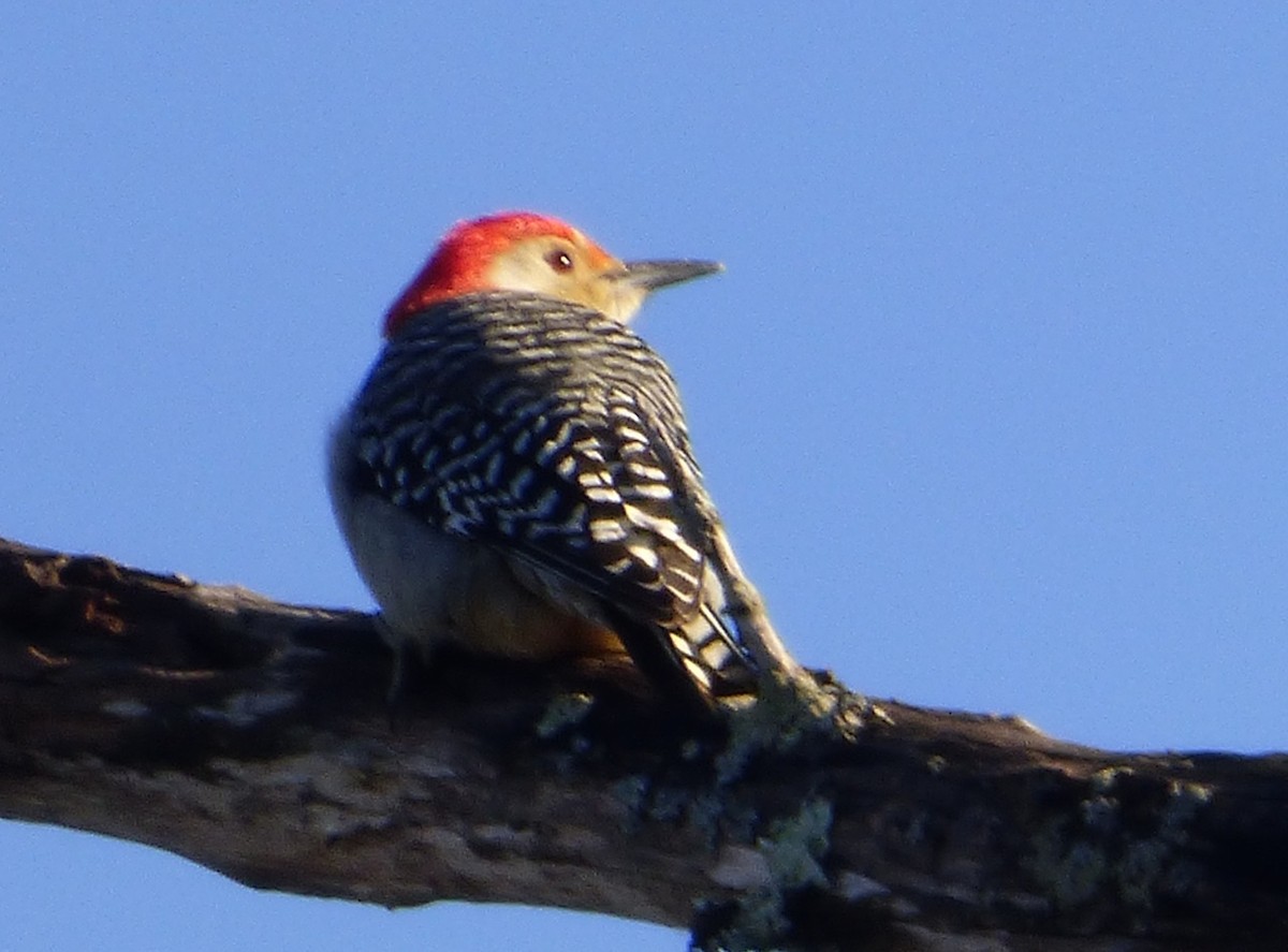 Red-bellied Woodpecker - Mary  McMahon