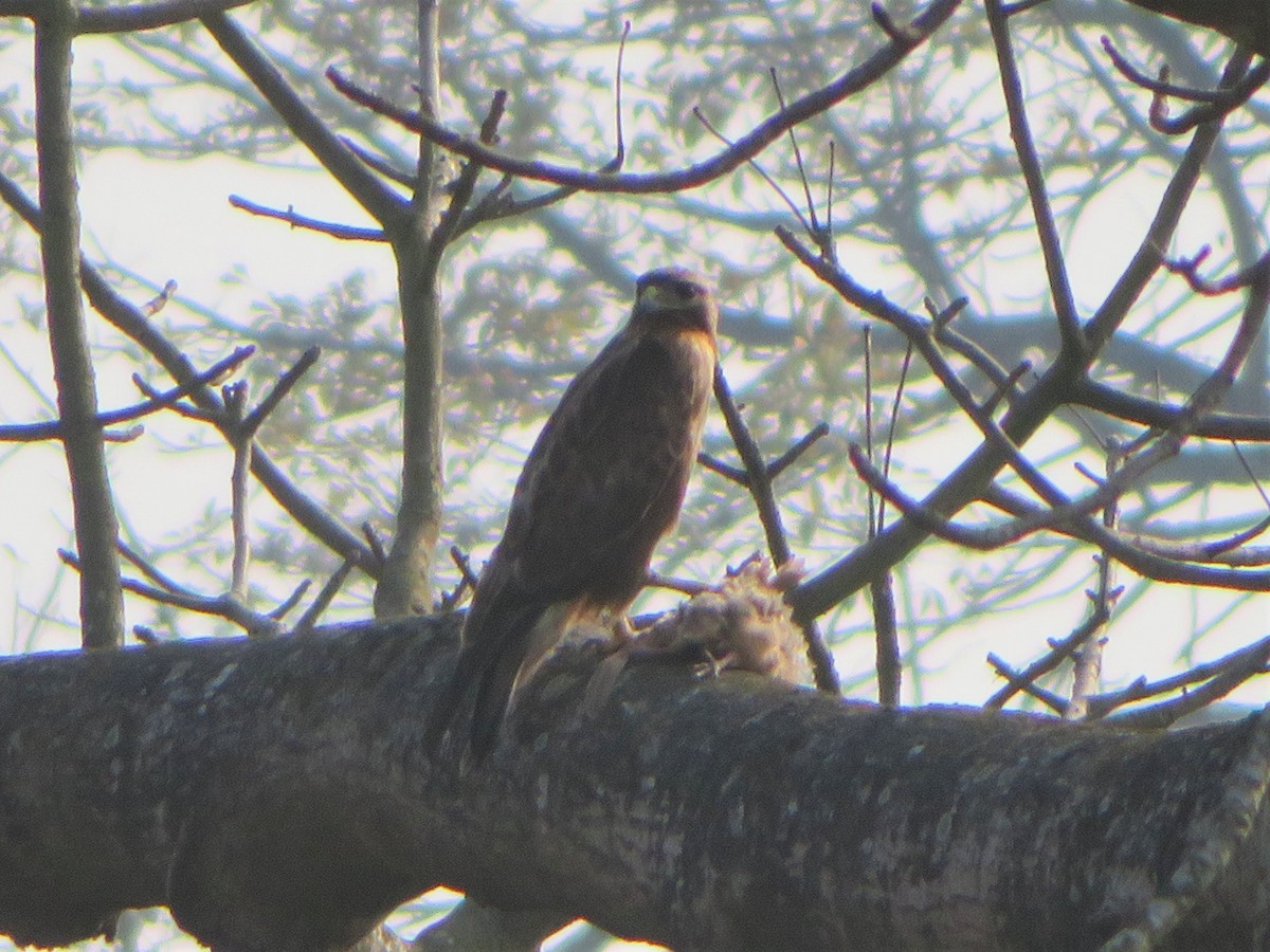 Himalayan Buzzard - ML440997531