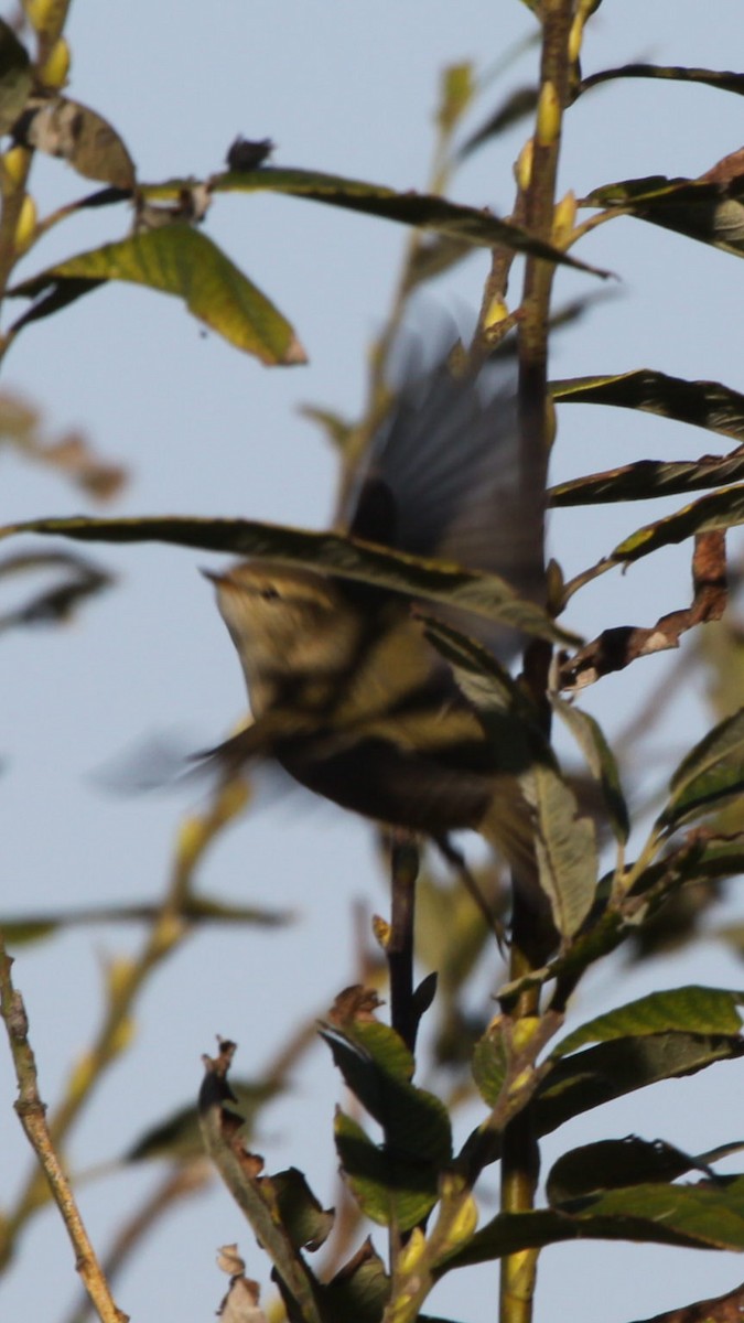 Hume's Warbler - Phil Kelly