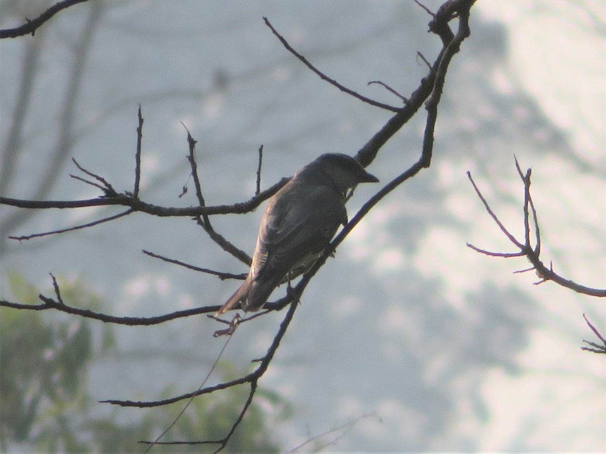 Large Cuckooshrike - ML440998091