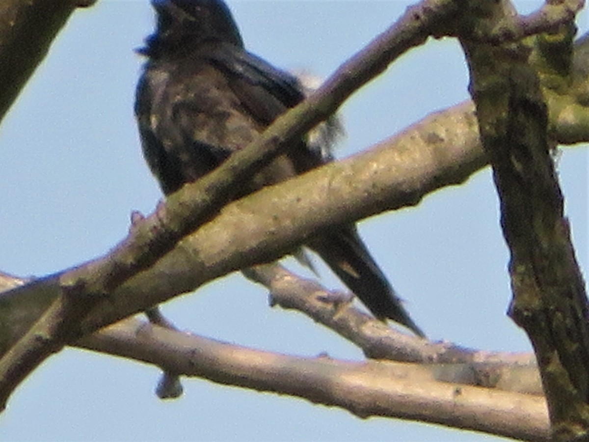 Black Drongo - ML440998211