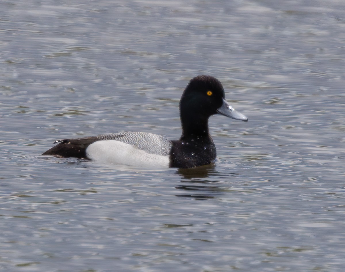 Lesser Scaup - ML440999661