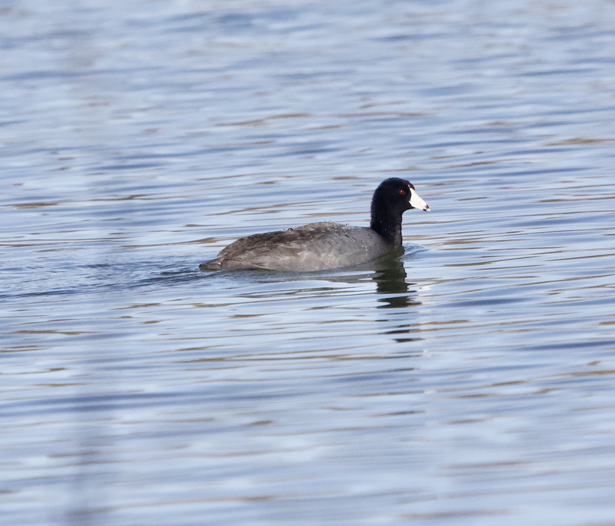 American Coot - Levi Charles