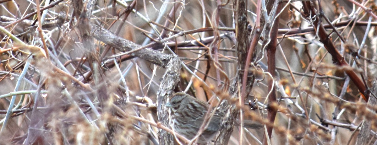 Song Sparrow - ML44100031