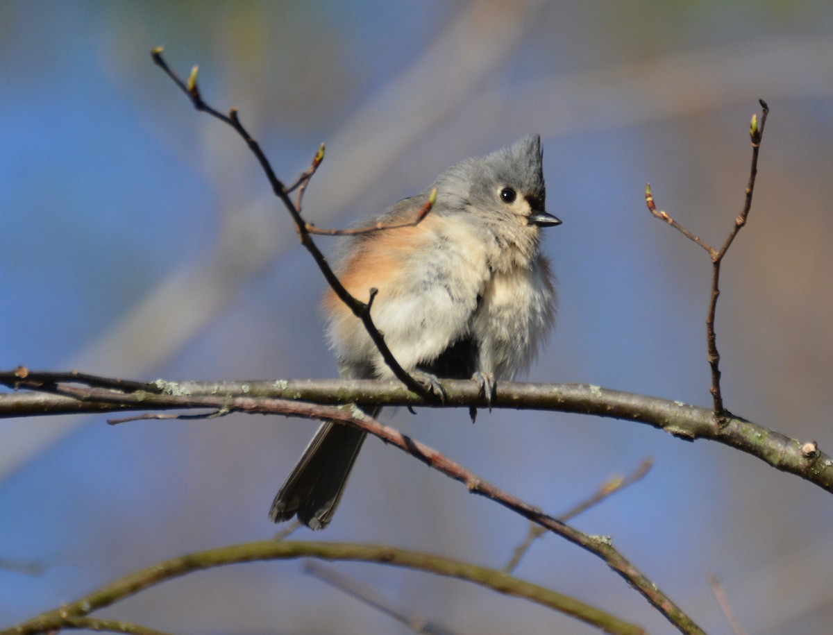 Tufted Titmouse - ML441000511