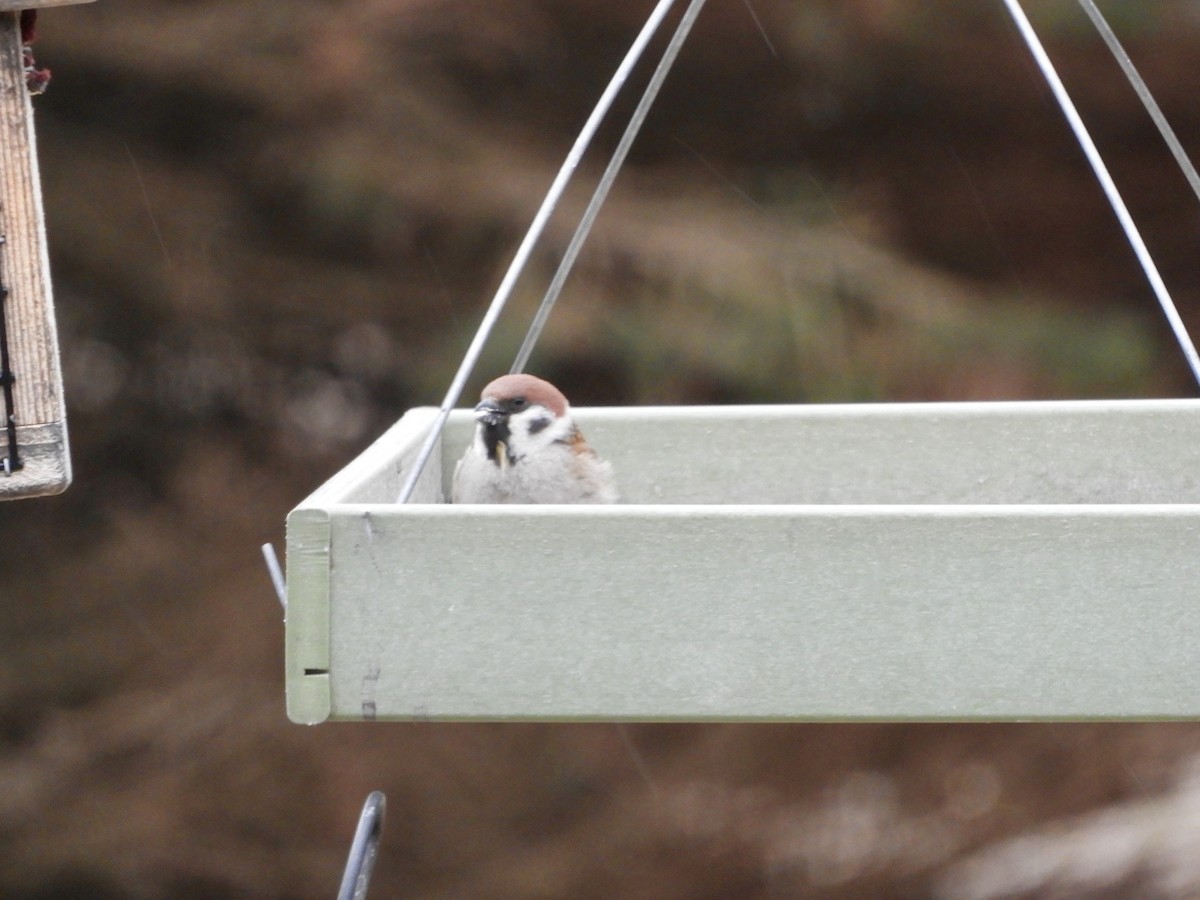 Eurasian Tree Sparrow - Donna Benson