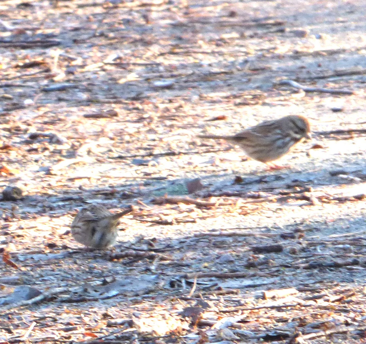 Song Sparrow - ML44100191