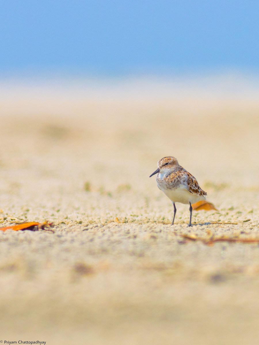 Little Stint - Priyam Chattopadhyay