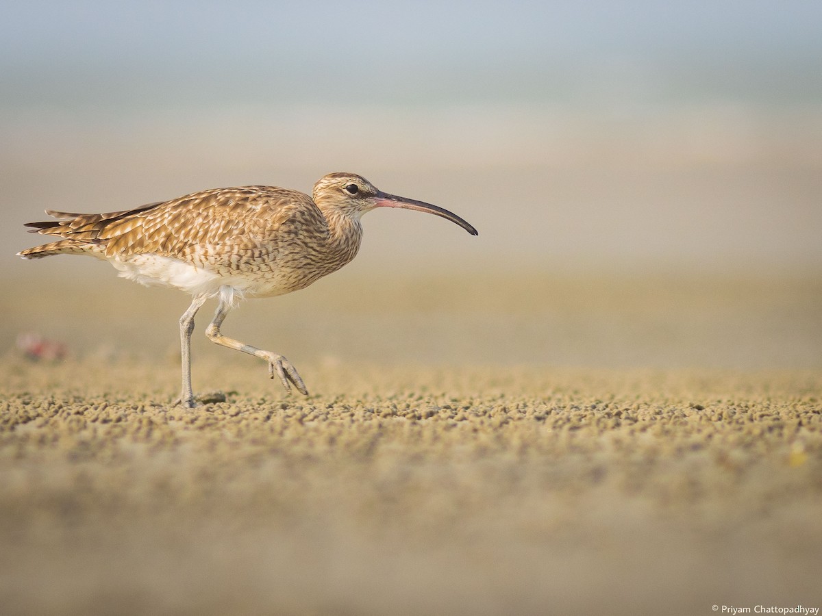 Whimbrel - Priyam Chattopadhyay