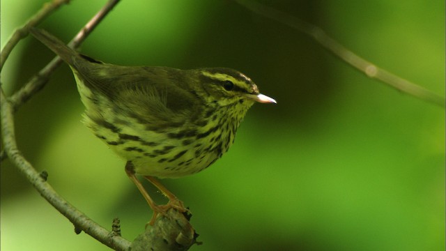 Northern Waterthrush - ML441003