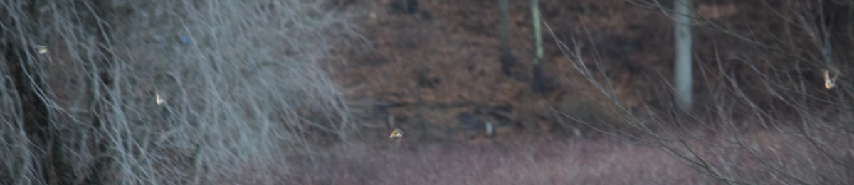 American Tree Sparrow - ML44100341