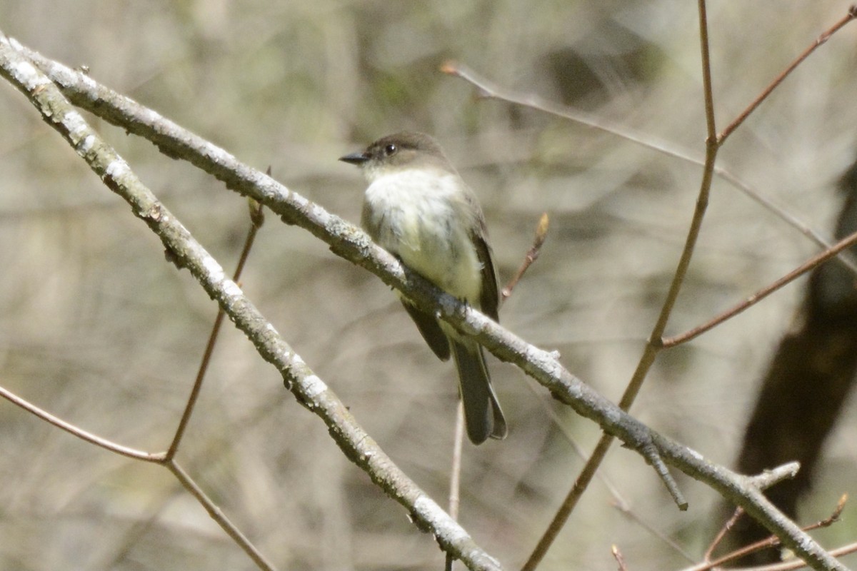 Eastern Phoebe - ML441004881