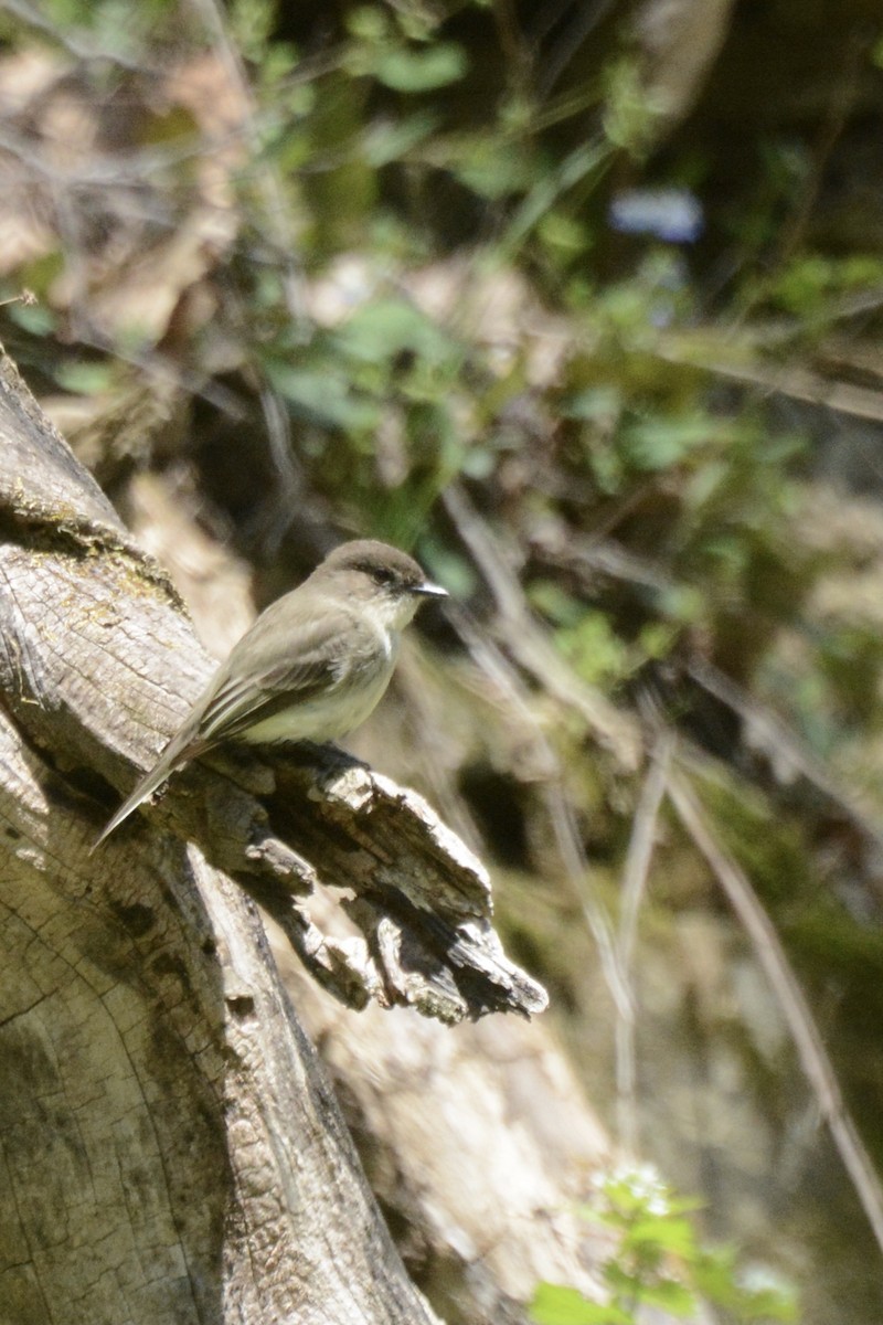 Eastern Phoebe - ML441004891